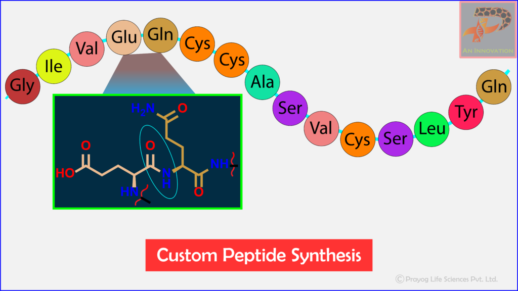 Cutsom-peptide-Synthesis-1024x576.png